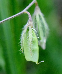 Vicia lentoides