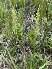 Platanthera tescamnis