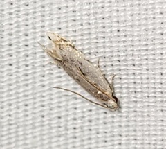 Battaristis nigratomella