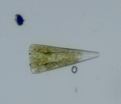 Licmophora
