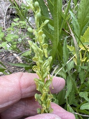 Platanthera tescamnis