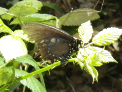 Battus philenor hirsuta