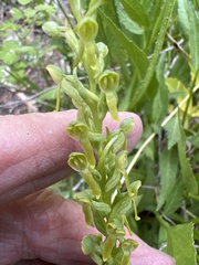 Platanthera tescamnis