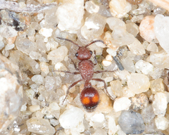 Dasymutilla canella