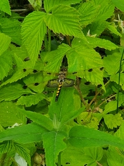Celithemis elisa