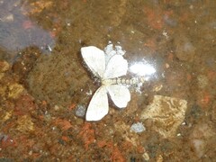 Geometridae