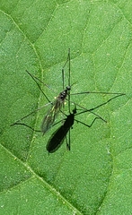 Gnophomyia