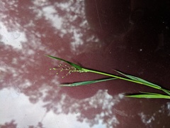 Dichanthelium spretum