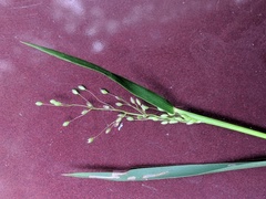 Dichanthelium spretum
