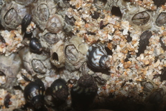 Echinolittorina aspera