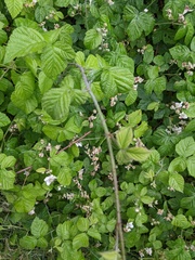 Rubus × idaeoides