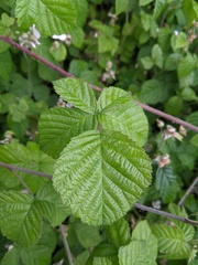 Rubus × idaeoides