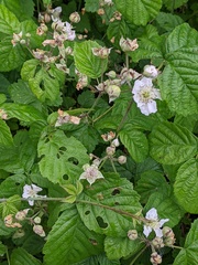 Rubus × idaeoides