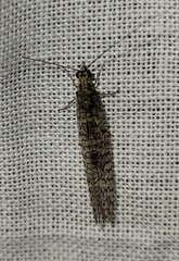 Eremochrysa canadensis