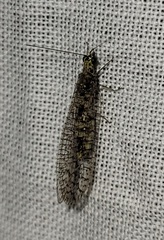 Eremochrysa canadensis