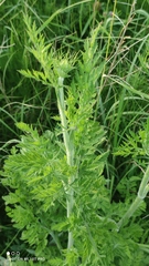 Daucus carota