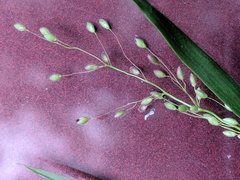 Dichanthelium spretum