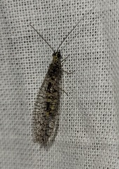 Eremochrysa canadensis