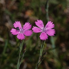 Dianthus deltoides deltoides