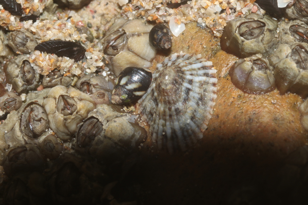 Siphonaria costata