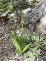 Platanthera tescamnis