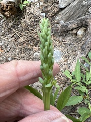 Platanthera tescamnis