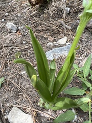 Platanthera tescamnis