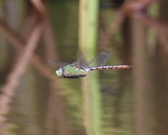 Anax concolor