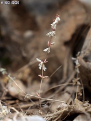 Callipeltis cucullaris