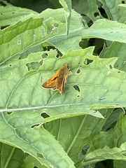 Ochlodes sylvanus