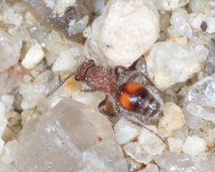 Dasymutilla canella