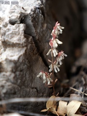 Callipeltis cucullaris