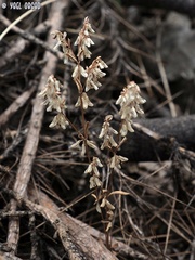 Callipeltis cucullaris