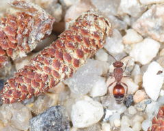 Dasymutilla canella