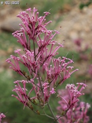 Centranthus longiflorus