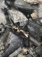 Bembidion lampros