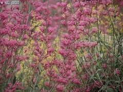 Centranthus longiflorus