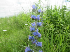 Echium vulgare