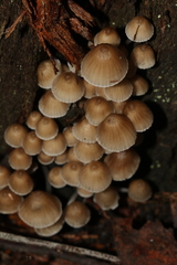 Mycena subgalericulata
