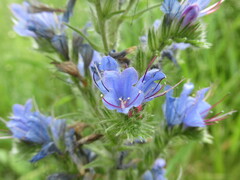 Echium vulgare