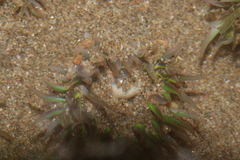 Anthopleura mariscali