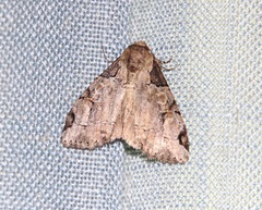 Stibaera dentilineata