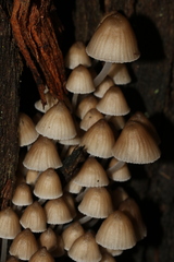 Mycena subgalericulata