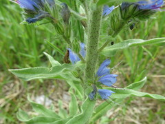 Echium vulgare