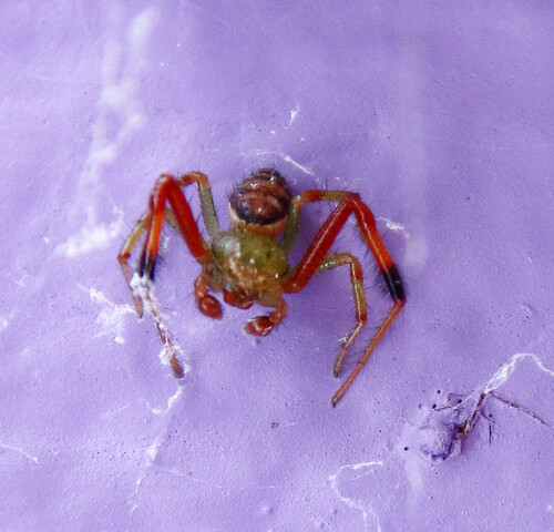 Parasynema cirripes