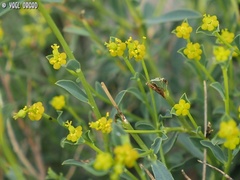 Euphorbia erinacea