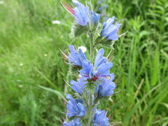 Echium vulgare