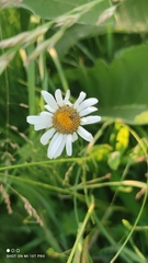 Leucanthemum vulgare