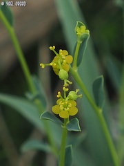 Euphorbia erinacea
