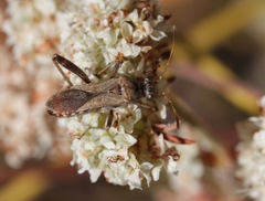Tollius curtulus